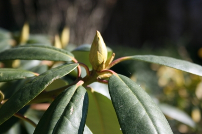 Rhododendron Knospe
