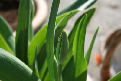 Tulpenknospe mit kleiner Fliege