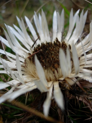 Silberdistel