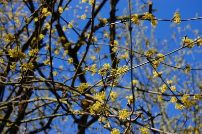 gelb-blauer Frühlingsblüher
