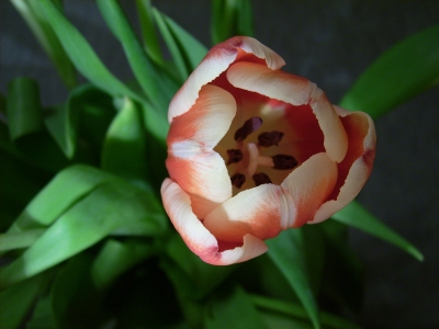 Tulpe - reingeschaut