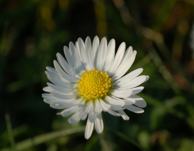 Gänseblümchen