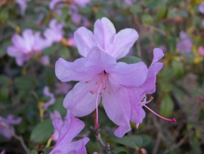 Rosa Blüte