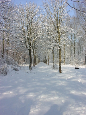 Schnee in Flevoland