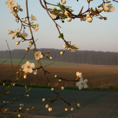 Die Wildkirsche blüht