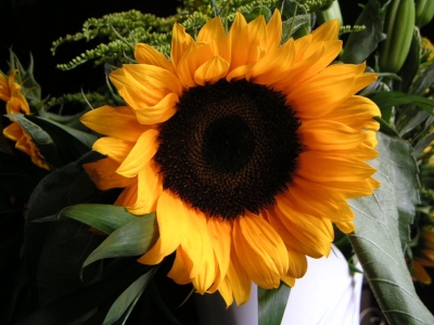 Sonnenblume 3