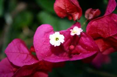 Bougainvillea   in voller Blütenpracht
