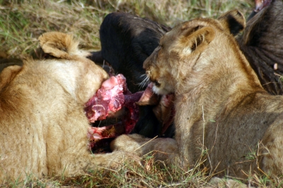 Löwen beim Frühstück
