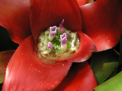 Bromelienblütenaustrieb, Macro