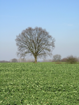 Eiche im Feld *2*