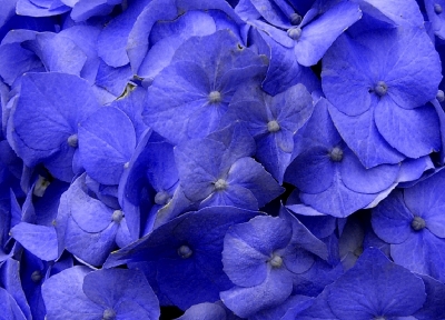 blaue hortensie