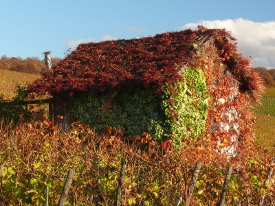Herbstlaub an einem Wengerter-Häuschen am Wartberg