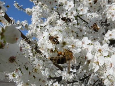 Bienen bei der Arbeit