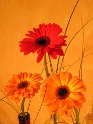 Orange & Red Flower 1