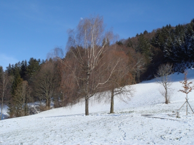 Baum im Winter