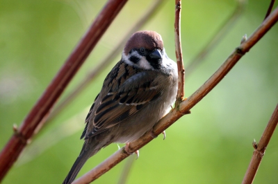 Feldsperling