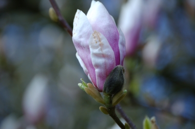 Blüte eines Magnolienbaums