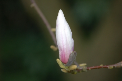 Blüte eines Magnolienbaums
