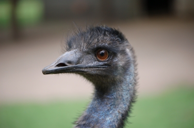 Emu