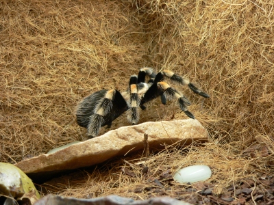 Brachypelma smithi