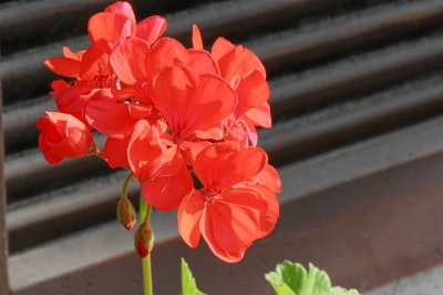 Pelargonie