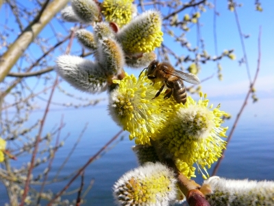 Biene auf einem Weidenkätzchen
