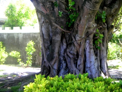 Mangrovenbaum