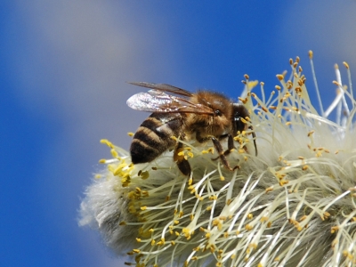 Biene auf Weidenkätzchen