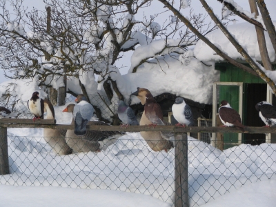 Winter in den Bergen04