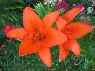 Orange Lilien