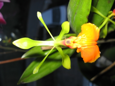 Orchideen 50