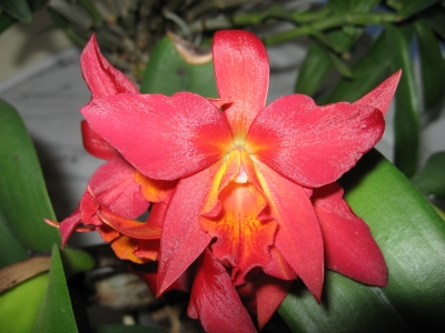 Orchideen 51