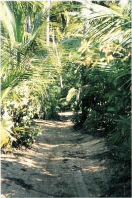 Eingang in den Dschungel