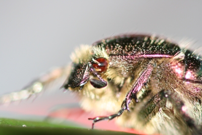 Portrait eines Käfers