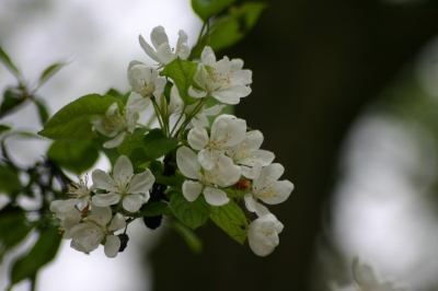 Frühling