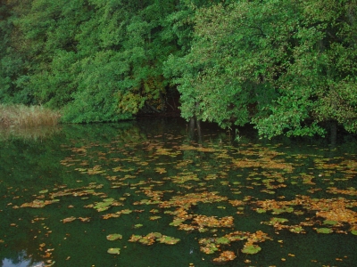 Waldseeufer