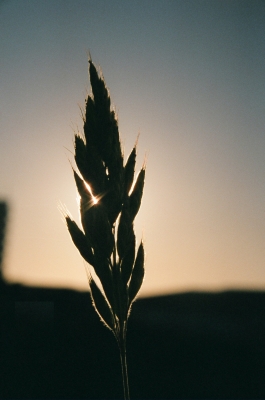 Grashalm vor untergehender Sonne