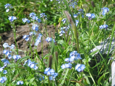 Sommer im Hochgebirge21