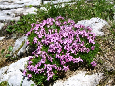 Sommer im Hochgebirge24