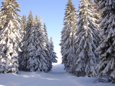Verschneite Tannen (Süd-Schwarzwaldserie 09)
