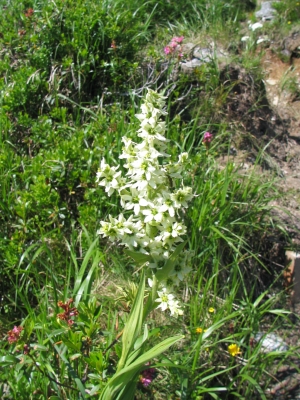 Sommer im Hochgebirge28