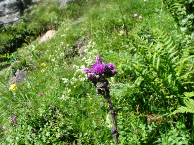 Sommer im Hochgebirge30