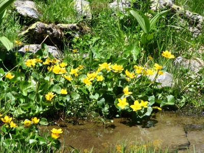 Sommer im Hochgebirge34