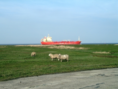 Cuxhaven Altenbruch Schafe vor Containerschiff
