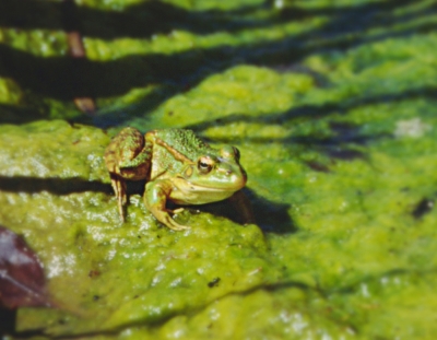 Einsamer Frosch