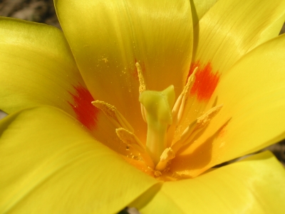 Tulpe