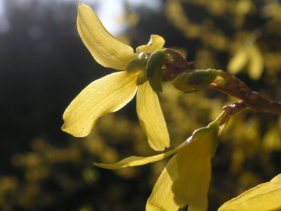 Forsythien