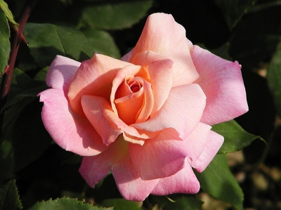 Teehybrid-Rose 'Michelle Meilland'