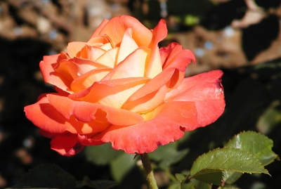 Teehybrid-Rose 'Königin der Rosen'