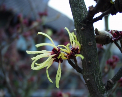 Hamamelis